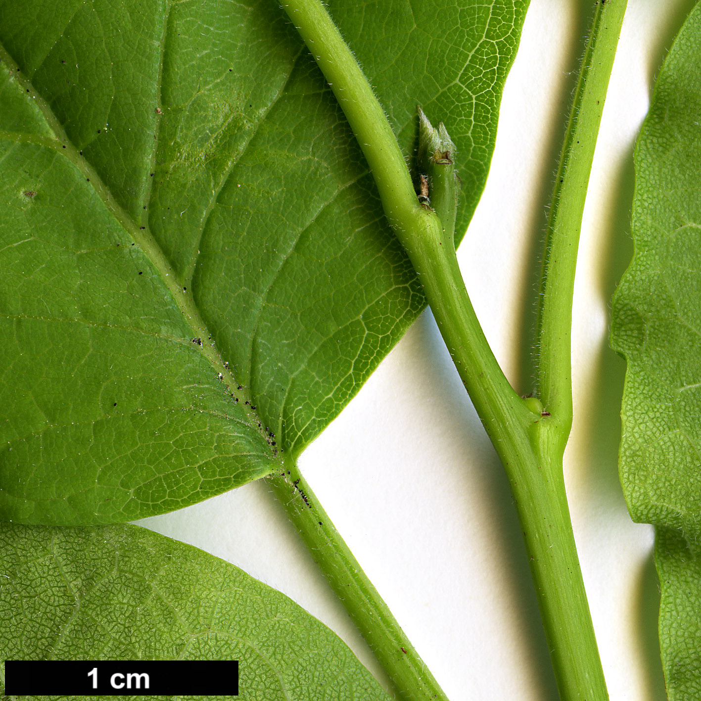 High resolution image: Family: Moraceae - Genus: Maclura - Taxon: pomifera